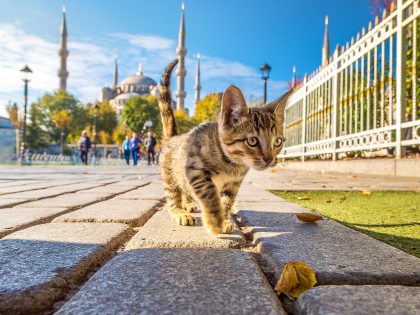 istanbul-shore-excursions-9